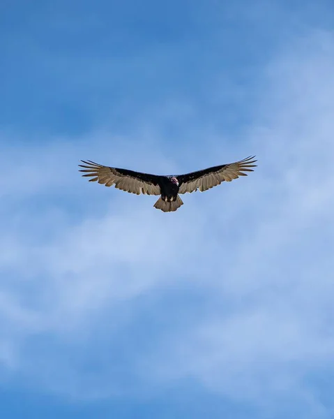 Вертикальний Знімок Коричневого Пелікана Летить Повітрі — стокове фото