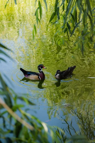 在罗曼蒂亚的一个池塘里游泳的鸭子 — 图库照片