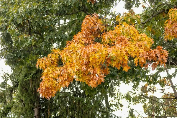 Gros Plan Feuilles Vertes Rouges Orange Automne Dans Forêt — Photo
