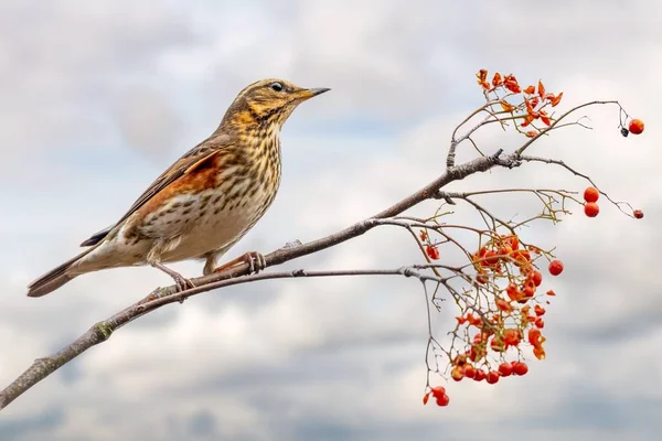 stock image A selective focus shot of a redwing bird perched on a tree branch