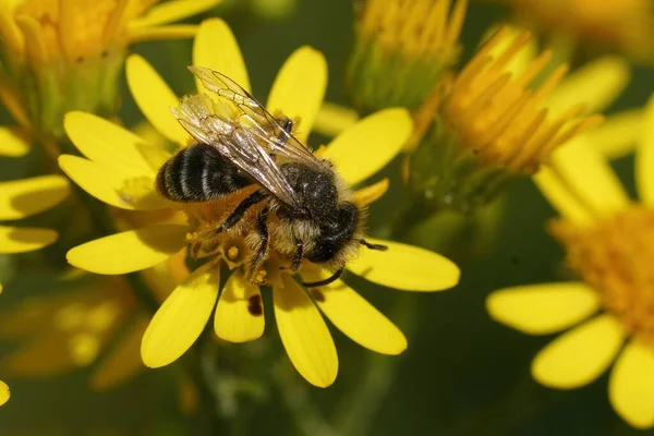 Естественный Крупный План Самца Желтоногой Шахтерской Пчелы Андрены Сидящей Желтом — стоковое фото