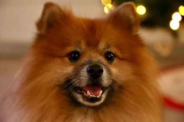 Närbild Bild Pommersk Hund Suddig Bakgrund — Stockfoto