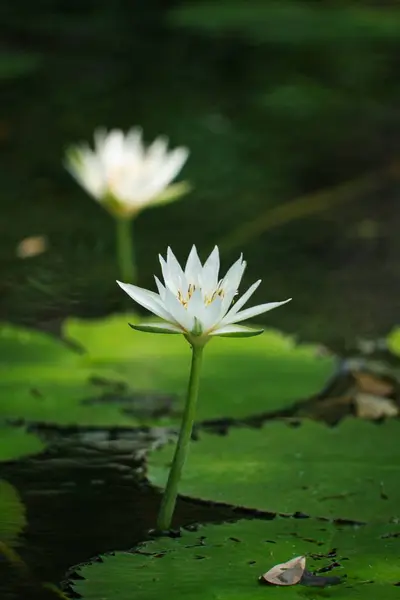 Sudaki Kutsal Nilüfer Çiçeğinin Dikey Yakın Çekimi — Stok fotoğraf
