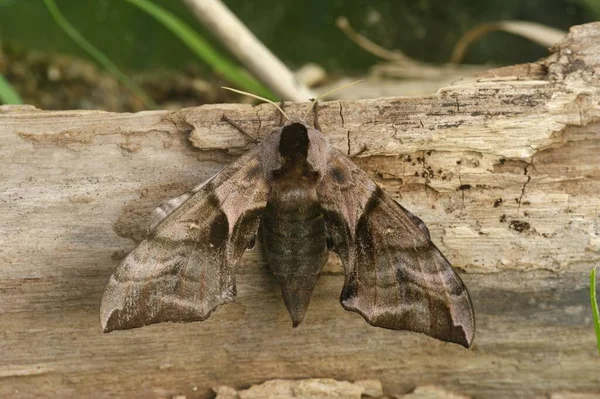 Detailed Closeup Large Eyed Hawk Moth Smerinthus Ocellatus Open Wings — Stock Photo, Image
