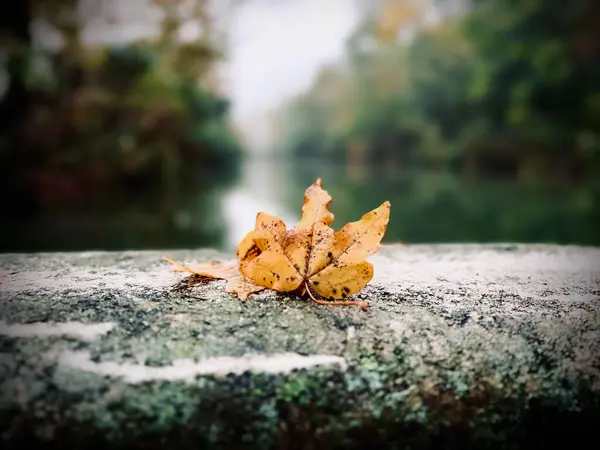 Крупный План Осеннего Листа Поверхности Скалы — стоковое фото
