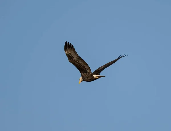 青い空に向かって空を飛ぶオオワシ — ストック写真