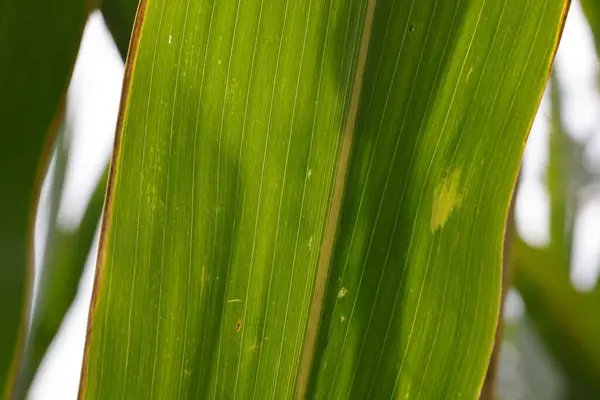 Sebuah Gambar Closeup Dari Tekstur Daun Hijau — Stok Foto