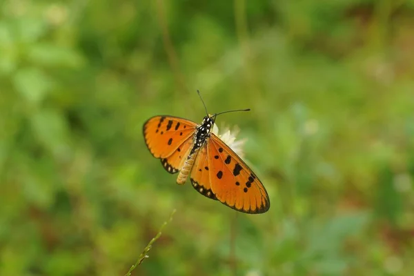 Tylne Zbliżenie Acraea Terpsicore Motyl Ogrodzie Trawy Niewyraźne Tło — Zdjęcie stockowe