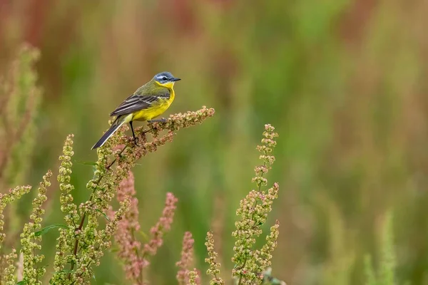 Žlutý Ocas Pták Sedí Trávě Květiny Rozmazaném Pozadí — Stock fotografie