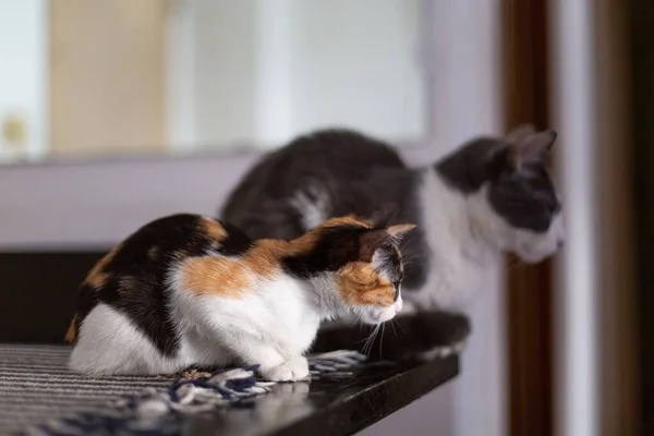 Prachtige Calico Kitten Zittend Een Houten Tafel Neerkijkend Met Color — Stockfoto