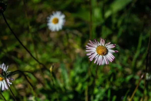 Eine Nahaufnahme Wunderschöner Blüten Des Südlichen Gänseblümchens Bellis Sylvestris Sonnenlicht — Stockfoto
