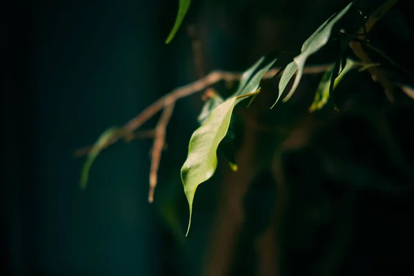 暗い背景の枝に新緑の葉の塊 — ストック写真