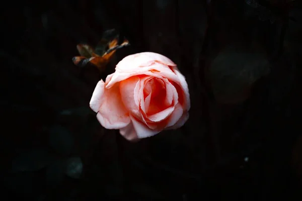 Tiro Close Uma Rosa Rosa Isolada Fundo Folhas Escuras — Fotografia de Stock