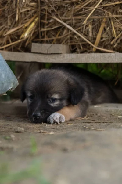 Şirin Kahverengi Alman Çoban Köpeği — Stok fotoğraf