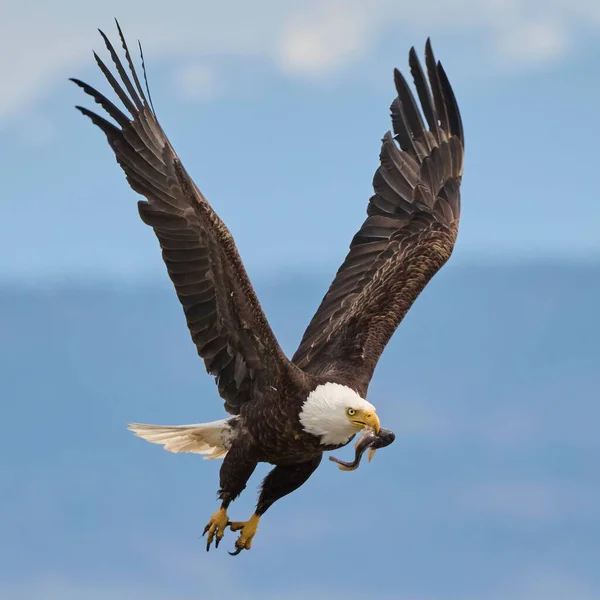 Tiro Selectivo Enfoque Poderoso Águila Calva Con Pez Pico Volando — Foto de Stock