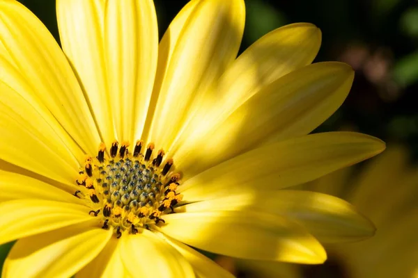 Primer Plano Una Flor Amarilla Con Hojas Verdes Sobre Fondo — Foto de Stock