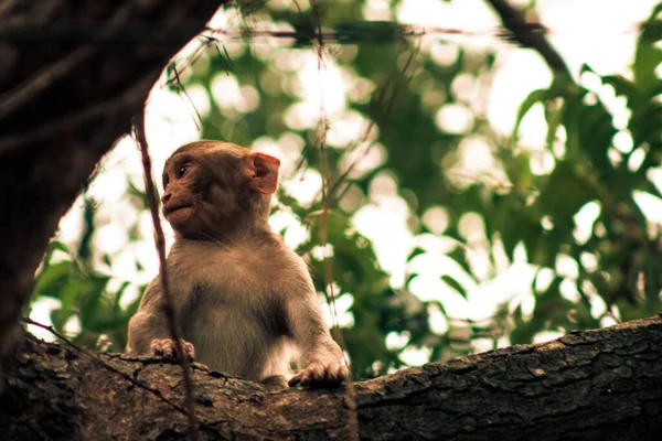 Uma Bela Vista Macaco Selva — Fotografia de Stock