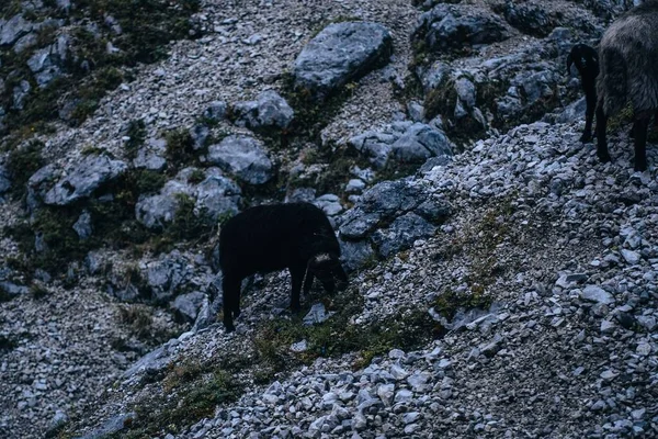 Primer Plano Grupo Ovejas Negras Pie Las Montañas Oscuridad — Foto de Stock