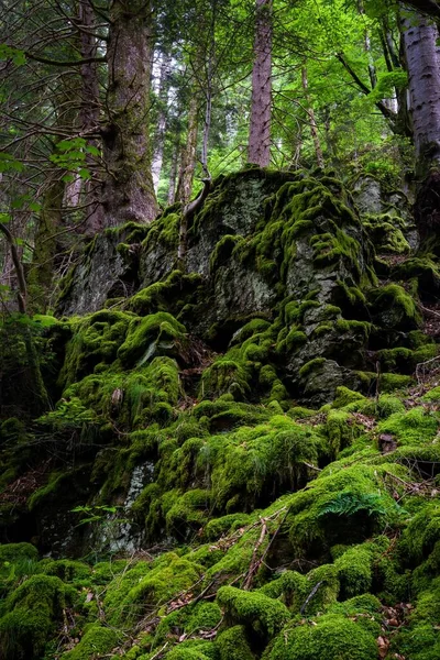 苔藓茂密的森林里的风景 — 图库照片