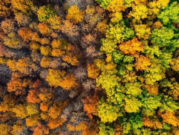 落叶森林中的落叶的空中拍摄 — 图库照片