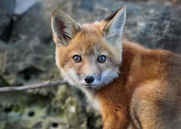一只红色吉特狐狸的特写镜头直视着摄像机 — 图库照片