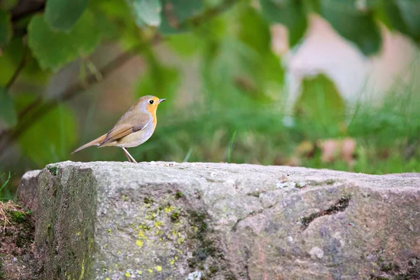 Tiro Close Pássaro Robin Europeu Uma Rocha Uma Floresta — Fotografia de Stock
