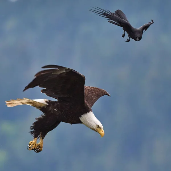 Närbild Bald Eagle Haliaeetus Leucocephalus Flygningen — Stockfoto