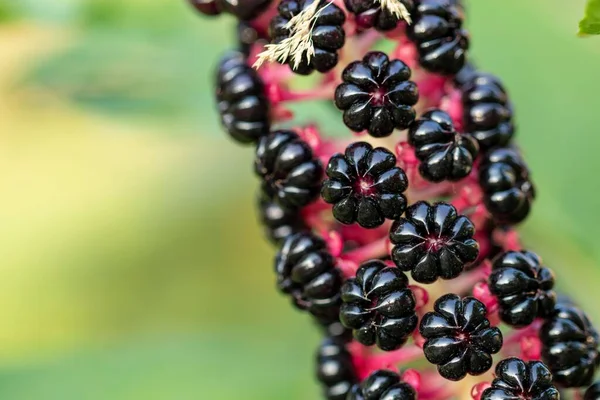 Selective Focus Closeup Pokeweed Phytolacca Americana Poisonous Berries — Stock Photo, Image