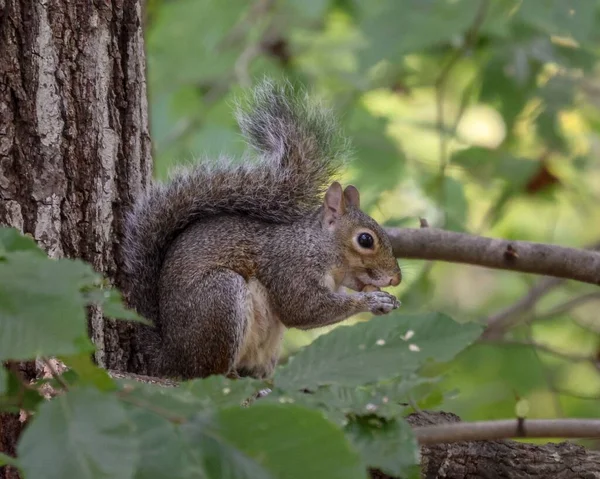 Close Esquilo Bonito Comendo Nozes Galho Árvore — Fotografia de Stock