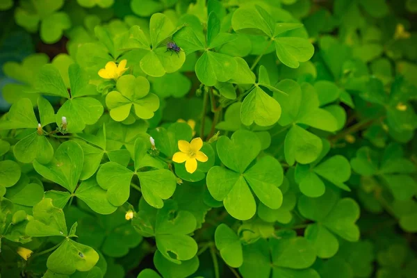 Kleine Blätter Des Grünen Sauerampfers Mit Gelben Blüten — Stockfoto