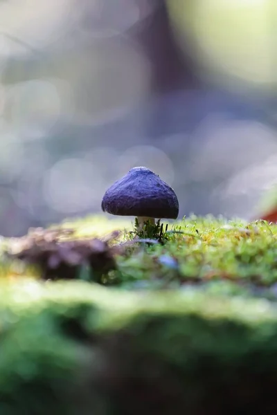背景がぼやけている森の中の小さなキノコ Psilocybe Cubensis の垂直マクロショット — ストック写真