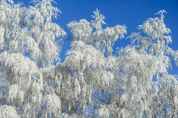 Niski Kąt Strzał Gałęzi Drzewa Pokrytego Śniegiem Pod Błękitnym Niebem — Zdjęcie stockowe