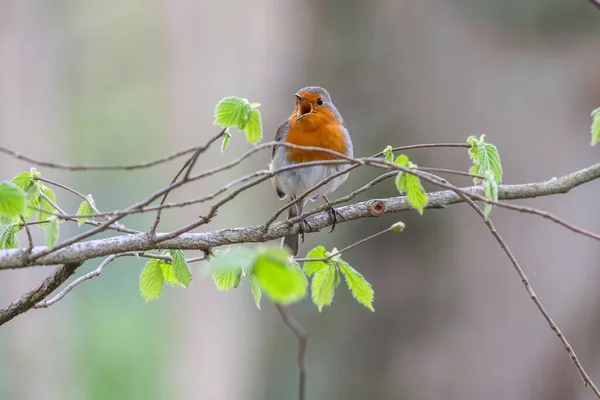 Primer Plano Pájaro Robin Posado Una Rama Sobre Fondo Verde —  Fotos de Stock