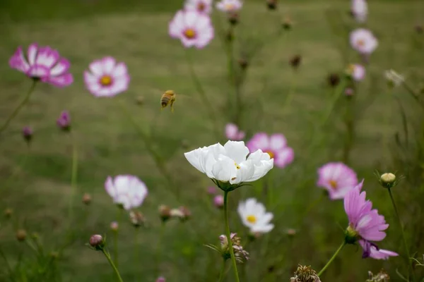 Primer Plano Abeja Volando Flor Blanca Temporada Floración Fondo Vegetación —  Fotos de Stock