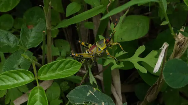 Una Vista Cerca Saltamontes Posado Sobre Hojas Bosque Luz Del — Foto de Stock