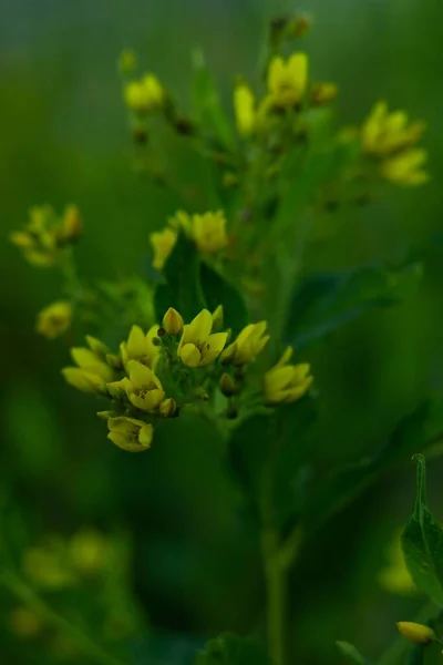 Μια Κάθετη Κοντινή Φωτογραφία Κίτρινα Άνθη Χαλαζόπτωσης Lysimachia Vulgaris Στον — Φωτογραφία Αρχείου