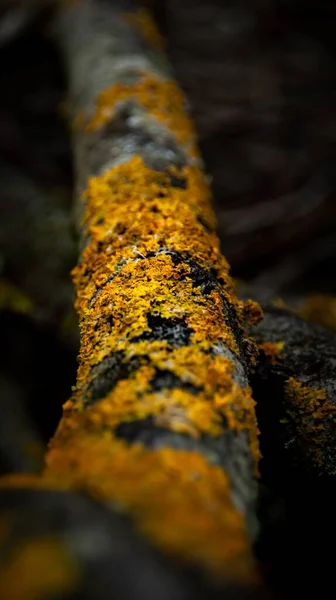 Вертикальный Крупный План Жёлтого Лишайника Покрывающего Ветку Дерева — стоковое фото
