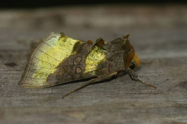 这只五彩斑斓的黄飞蛾的特写特写 是坐在木头上的菊花 — 图库照片