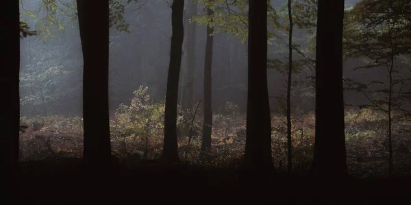 Ağaç Gövdeleri Orman Yemyeşil Karanlık Bir Ormanlık Alanda Yakalandı — Stok fotoğraf