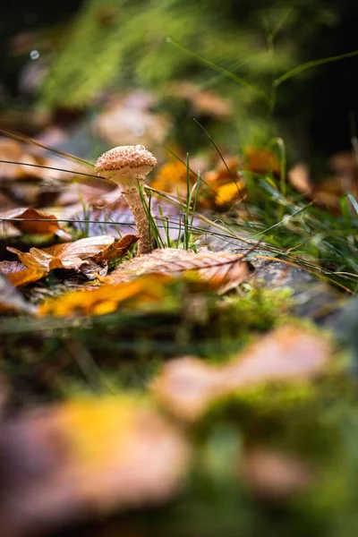 Eine Vertikale Aufnahme Eines Pilzes Wald Auf Verschwommenem Hintergrund — Stockfoto