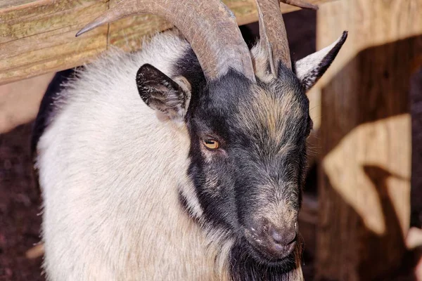 木製の檻の上に大きな角を持つ美しいヤギ — ストック写真
