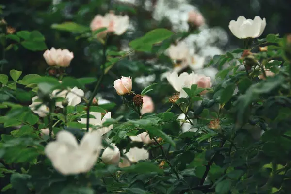 Прекрасний Вид Білі Кущі Троянди — стокове фото