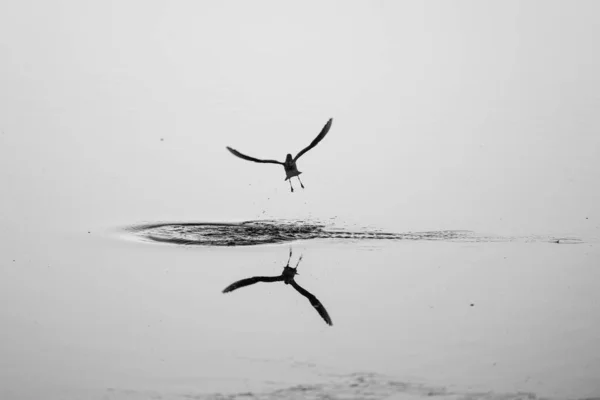 海鸥在水面上飞行的选择性焦距灰度镜头 — 图库照片