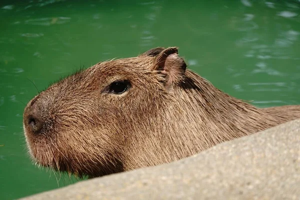Μια Κοντινή Θέα Ενός Capybara Μια Πισίνα — Φωτογραφία Αρχείου