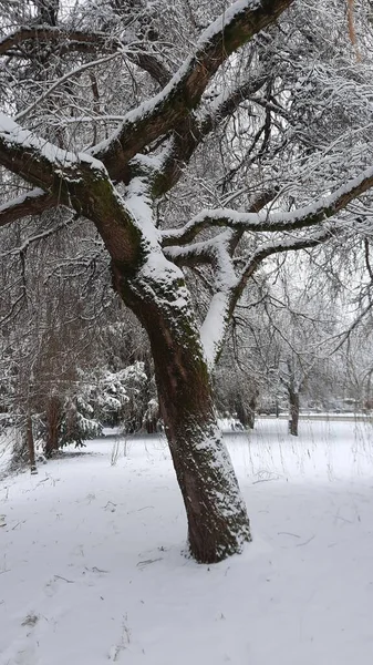 Вертикальний Знімок Дерев Снігу — стокове фото