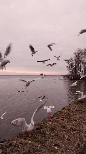 Ett Vertikalt Skott Flock Måsfåglar Som Flyger Och Landar Stranden — Stockfoto