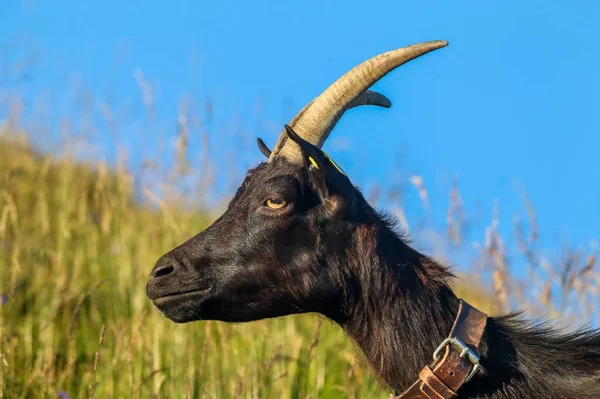 Close Uma Cabra Usando Coleira Uma Pastagem — Fotografia de Stock
