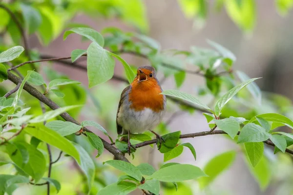 Primer Plano Pájaro Robin Posado Una Rama Sobre Fondo Verde — Foto de Stock