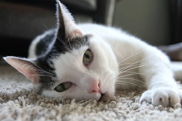 Nahaufnahme Einer Weißen Katze Die Auf Einem Teppich Einer Wohnung — Stockfoto