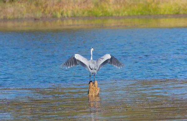 Gri Balıkçıl Kuşu Açık Kanatlı Bir Kütüğün Üzerinde Duruyor — Stok fotoğraf